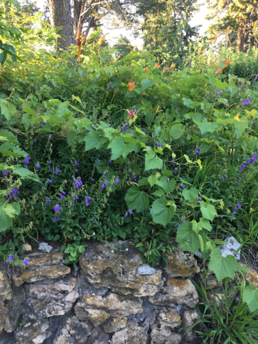 Orange lilies and purple stems near the rock garden in 2018