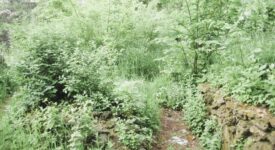 Trees and weeds obscuring rock garden paths in 2013